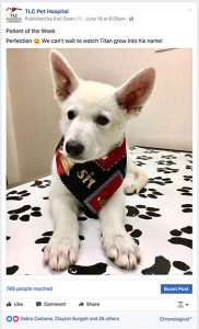 patient of the day - cute puppy