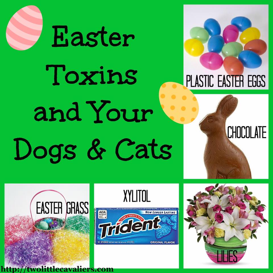 17796661_1892070327485355_3675605512242243275_n