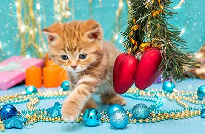 Don't let your kitten get into the Christmas Tree