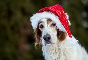 Old dog merry Christmas