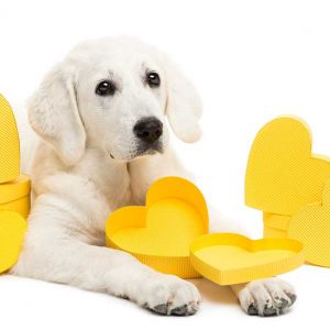 Chocolate Alert for Pets