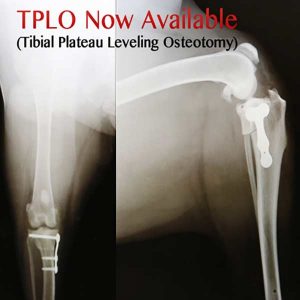 TPLO-surgical-specialty